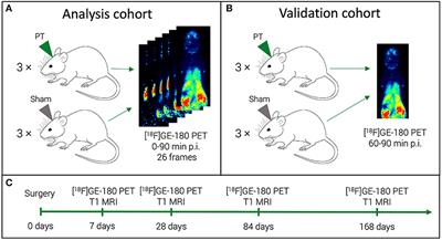 Reduced Acquisition Time [18F]GE-180 PET Scanning Protocol Replaces Gold-Standard Dynamic Acquisition in a Mouse Ischemic Stroke Model